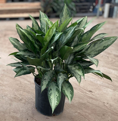 Jubilee Aglaonema